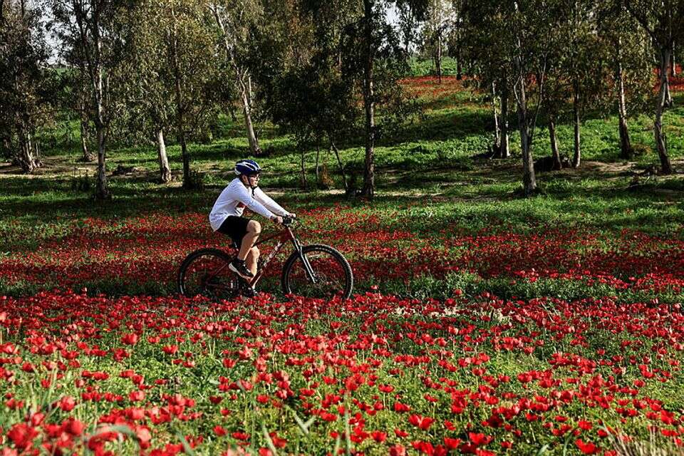 נער רוכב בפסטיבל דרום בלב בין מרבדי פריחת הכלניות בעוטף עזה, צפון הנגב , ללא