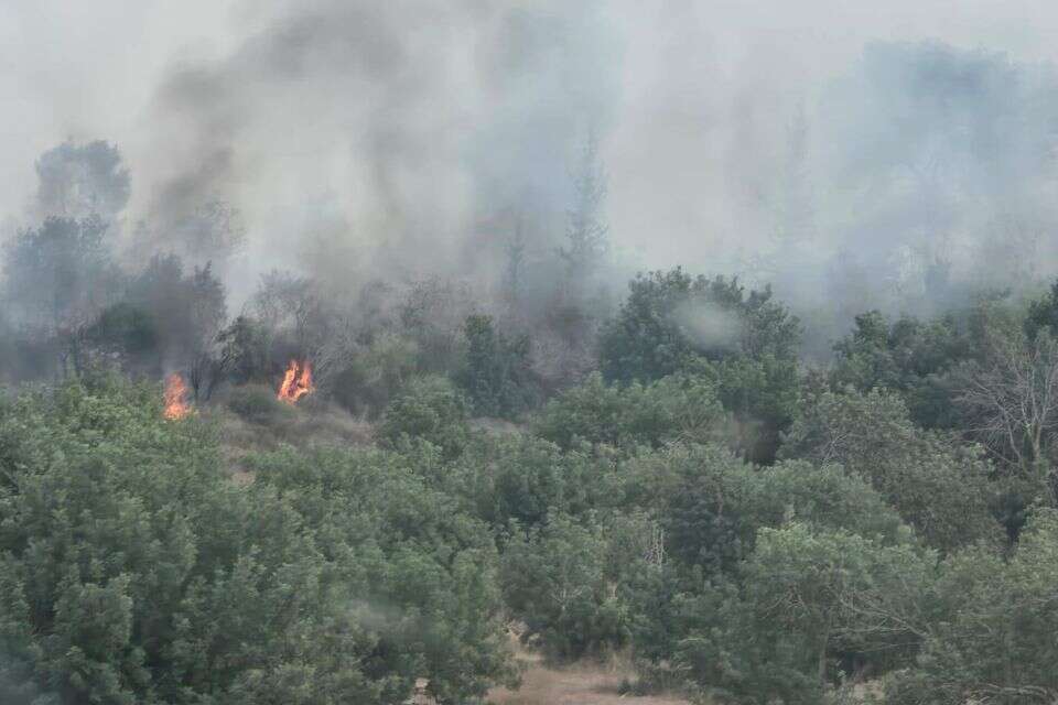 שריפה ביער חרובית , עובדי ויערני קק״ל