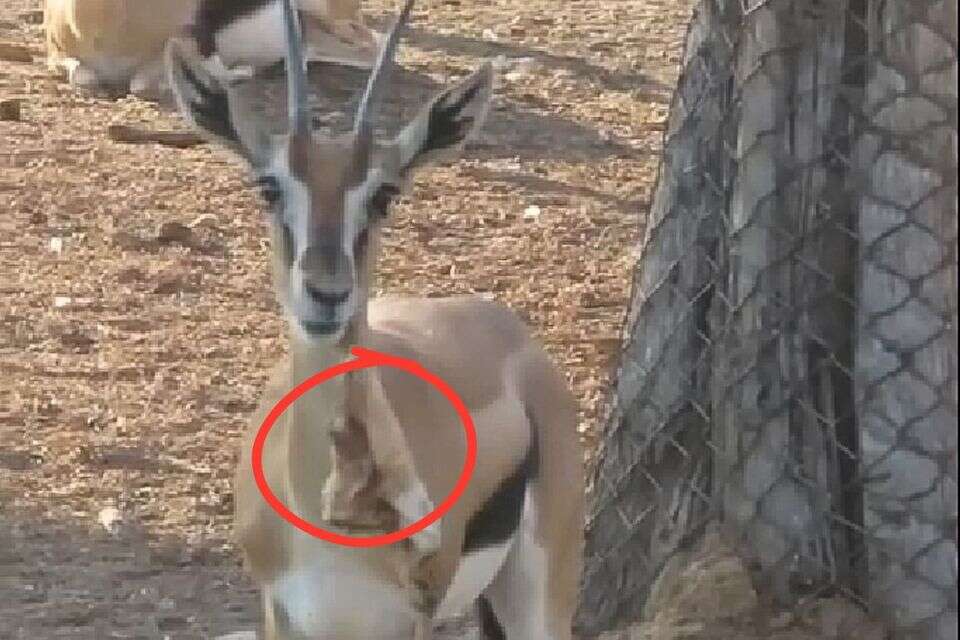 תיעוד של הצבי אוכל אשפה , דוברות הספארי