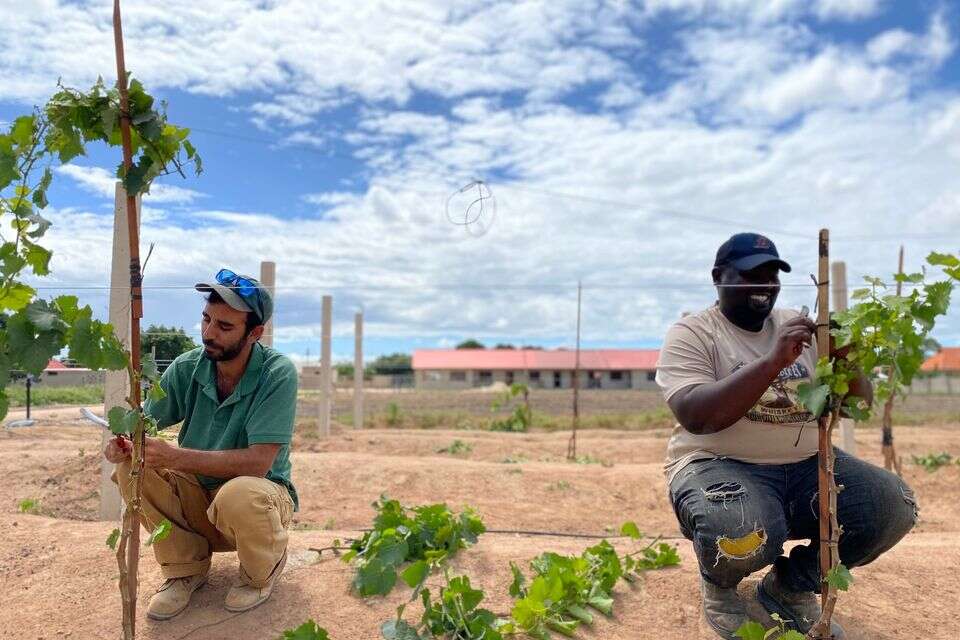 דר בן כהן שותל גפן בדודומה , באדיבות CultivAid