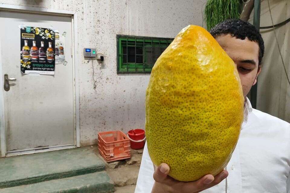 אתרוג לסוכות , ללא