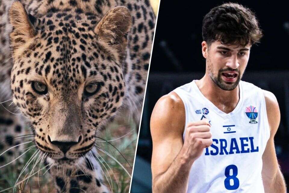 דני אבדיה השחקן ודני אבדיה הנמר הפרסי , FIBA וספארי רמת גן