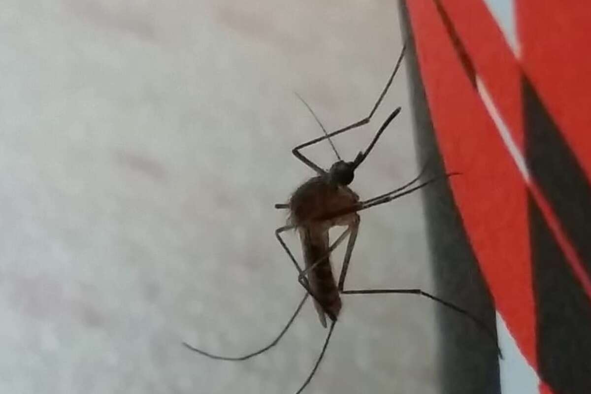 Public Warning: Mosquitoes infected with West Nile virus found in central and northern Israel