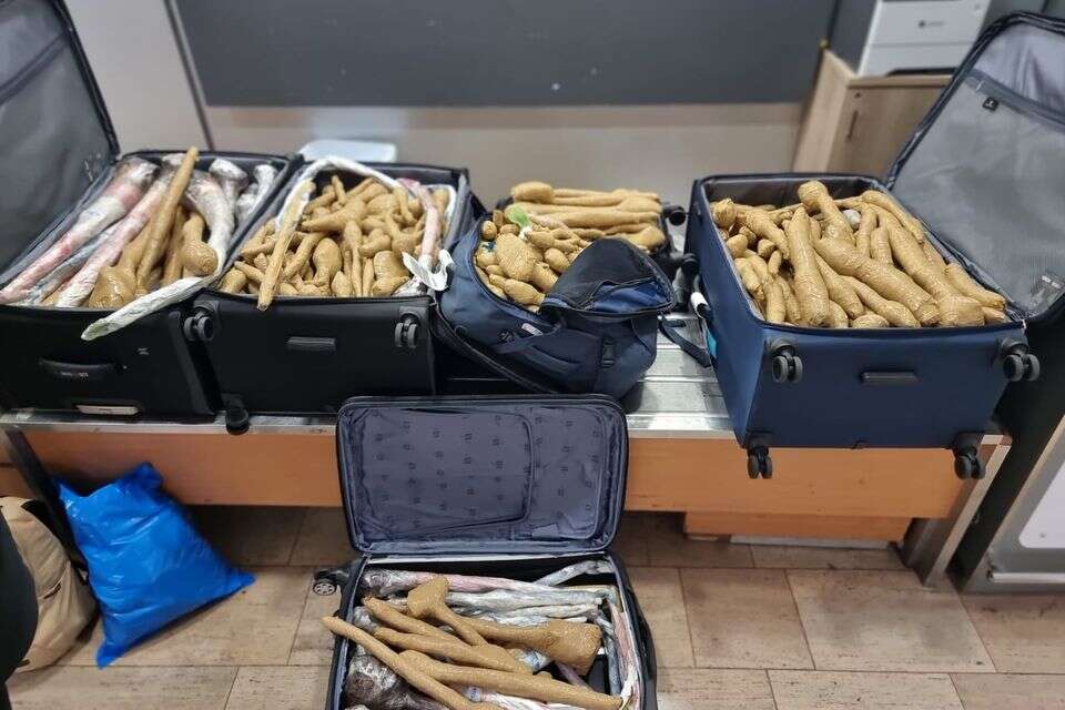 המזוודות והשתילים , רשות המיסים