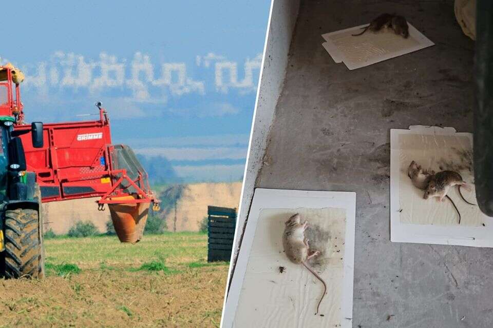 מההרס בעזה לחצרות העוטף. מכרסמים הגיעו ליישובים , משה שי