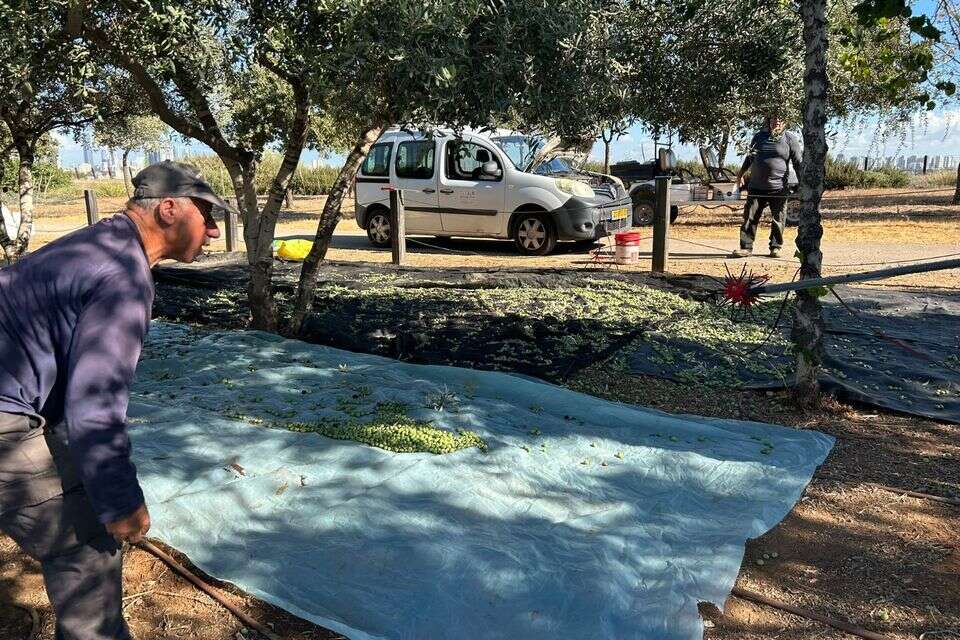 מסיק בלב גוש דן , באדיבות דוברות פארק אריאל שרון