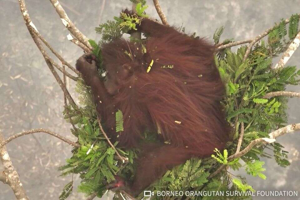 TOPSHOT - This screengrab from a handout video taken on September 26, 2026 by Borneo Orangutan Survival Foundation (BOSF) obtained by AFPTV and released on October 8 shows an aerial view of a female orangutan nicknamed Novita resting in a tree amid smoke from forest and land fires in Katune, Banturung village, Bukit Batu district, Central Kalimantan. Novita is among dozens of orangutans that have been rescued from wildfires burning across parts of Sumatra and Borneo in recent months. The fires have piled pressure on the already endangered species and forced local groups to carry out high-stakes rescues of animals suffering smoke inhalation and burns. (Photo by Handout / BORNEO ORANGUTAN SURVIVAL FOUNDATION / AFP) / RESTRICTED TO EDITORIAL USE - MANDATORY CREDIT "AFP PHOTO / BORNEO ORANGUTAN SURVIVAL FOUNDATION" - HANDOUT - NO MARKETING NO ADVERTISING CAMPAIGNS - DISTRIBUTED AS A SERVICE TO CLIENTS , AFP