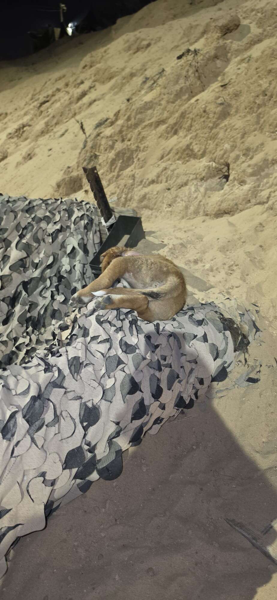Tragedy at IDF outpost in Gaza: Nine dogs died under mysterious circumstances | Integri News