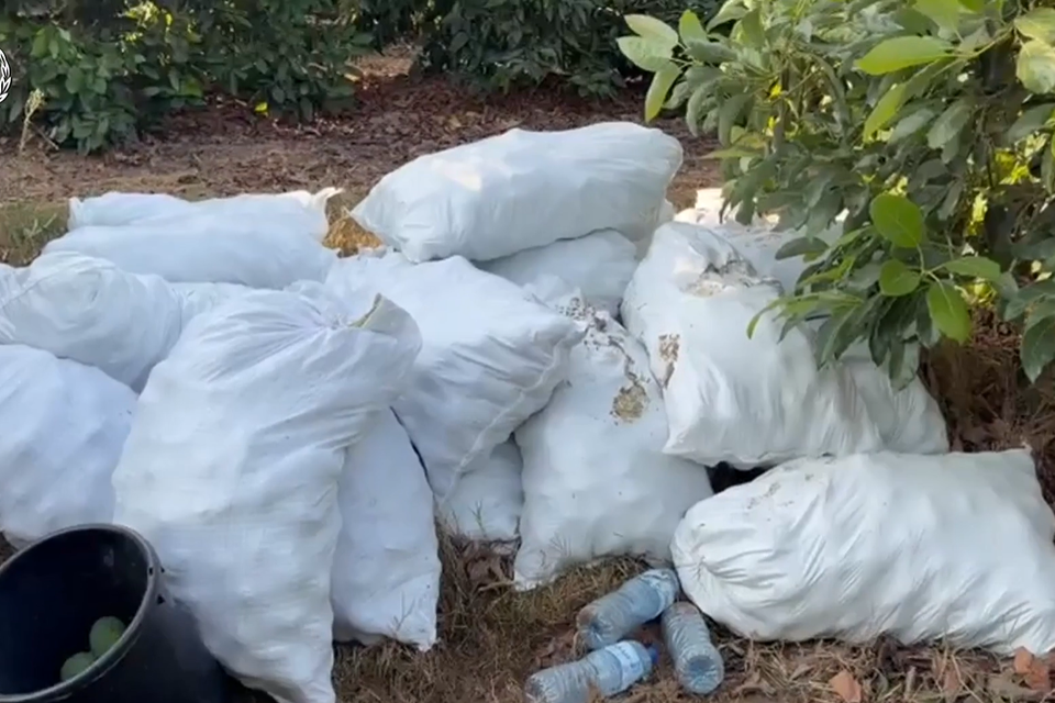 כ-4.5 טונות אבוקדו נתפסו סמוך לכפר חב״ד , דוברות המשטרה