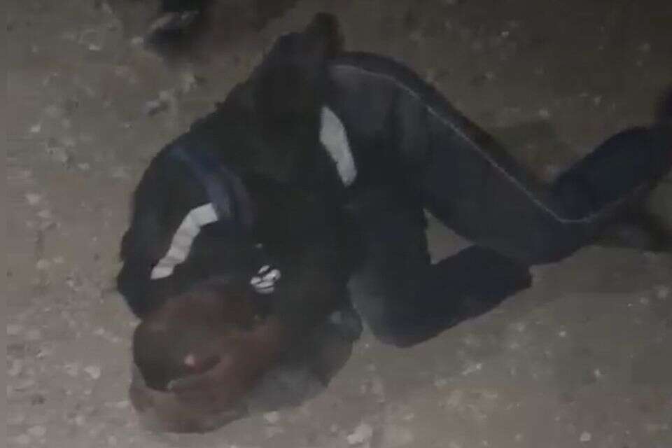 תקיפת הקטין ברהט , ללא