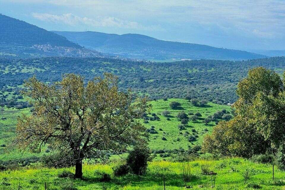יער בית קשת , פנינה צייזלר