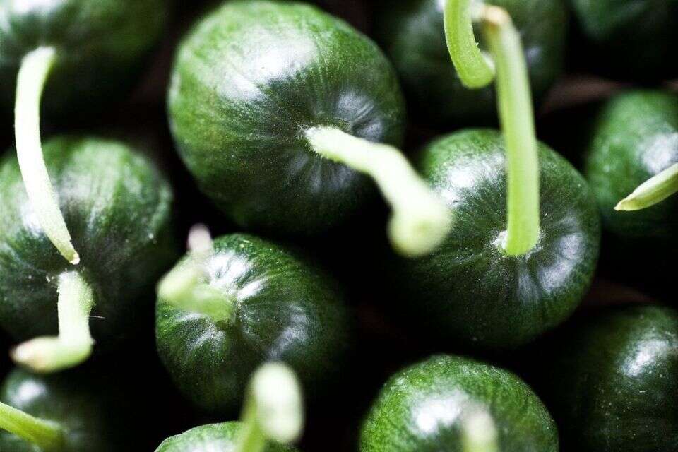10 מאכלים שיעשו פלאים למערכת העיכול , איתיאל ציון