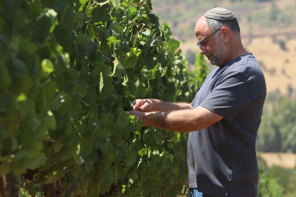 יעקב אוריה. כשהחזון של היינן מקבל מקום משלו , דיויד סילברמן