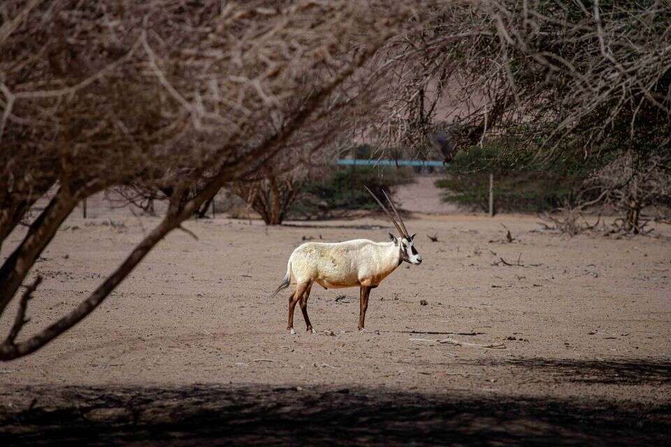 חי-בר יוטבתה , ד_ר יואב פלמה