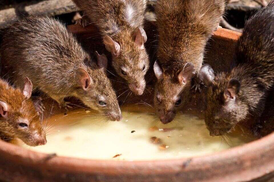 חולדות התחילו ללכת שוב , PEXELS